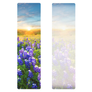 3 x 11 Bluebonnets NV