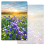 Bluebonnets Album, No Verse