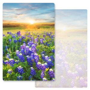 Bluebonnets Album, No Verse